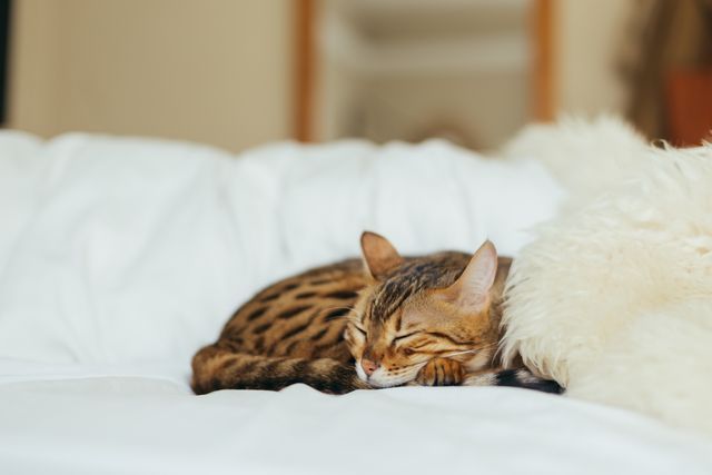 Essayez de garder un chat ayant des difficultés à respirer calme afin de ne pas aggraver la situation.