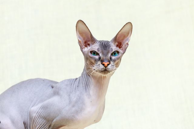 Chat Donskoy sur fond blanc
