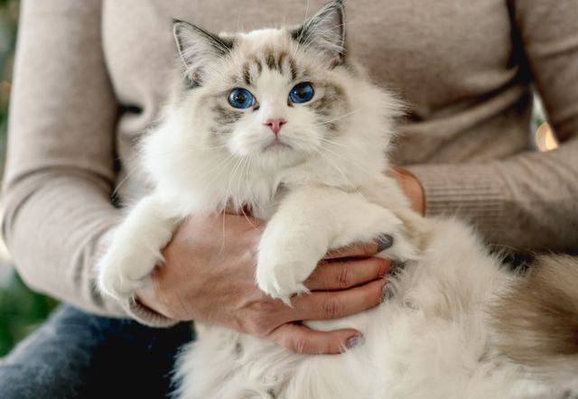 chat blanc dans les bras d'une femme