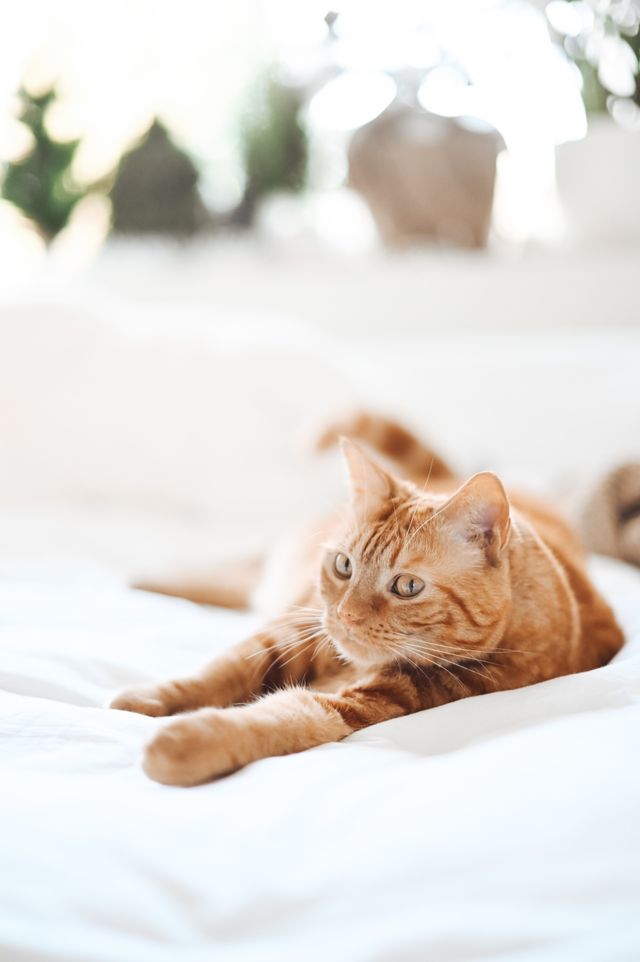 Chat orange qui s’étire.