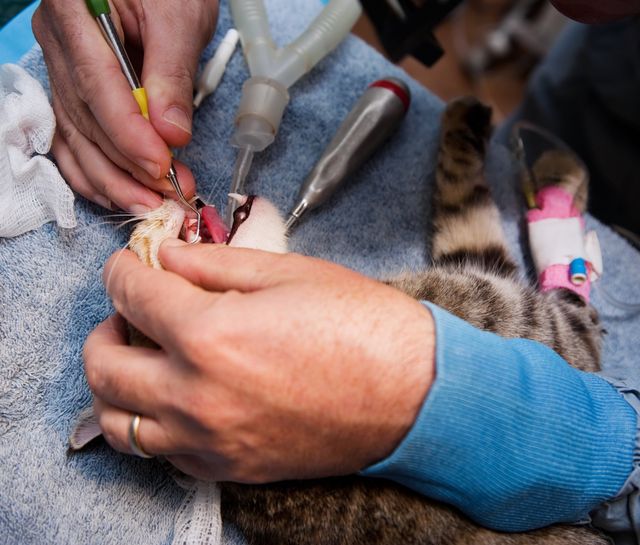 Chat qui se fait retirer la plaque dentaire sur ses dents