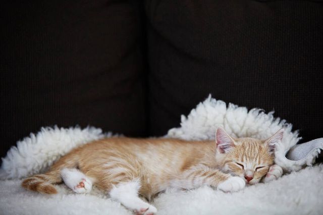 Chez les chatons, les chats âgés et les chats dont le système immunitaire est affaibli, les symptômes sont généralement plus visibles.