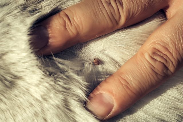 tique sur un chien