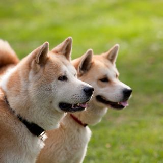 Deux Akita Inu à l’extérieur.