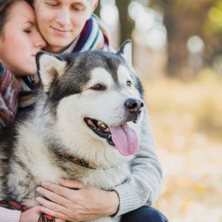 Le maître et la maîtresse enlacent leur Malamute.