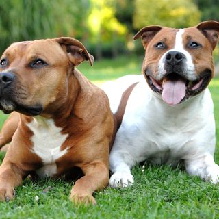 Deux amstaff allongés dans l’herbe.