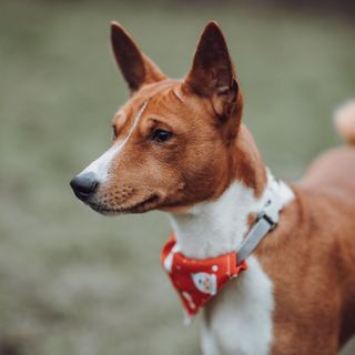 Basenji