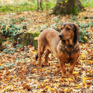Basset des Alpes