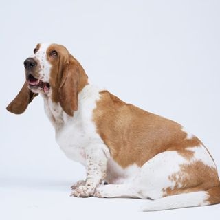 Basset Hound
