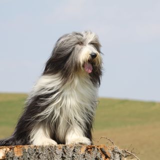 Bearded Collie