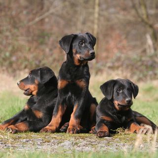 Beauceron