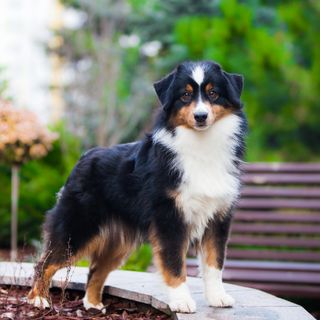 Le BergerAméricain Miniature a les mêmes capacités de chien de berger que le Berger Australian