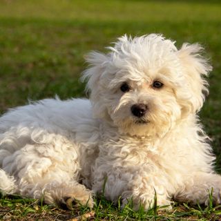 Le Bichon Bolonais est un chien doux et discret de petite taille.