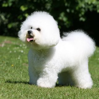 Le Bichon Frisé est un chien très sociable et intelligent.