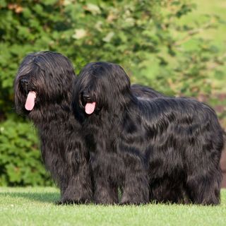 Deux chiens Briard debout côte à côte.
