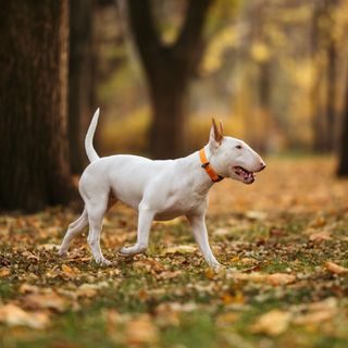 Bull Terrier marchant parmi les feuilles d’automne.