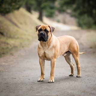 Bullmastiff debout sur un chemin de gravier.