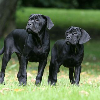 Deux chiots Cane Corso