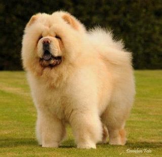 Chow Chow