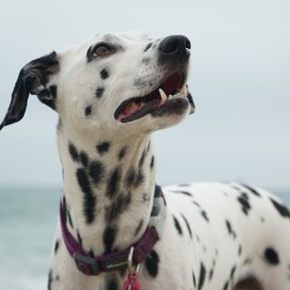 Dalmatien au bord de la mer.