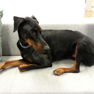 Dobermann allongé sur le canapé.