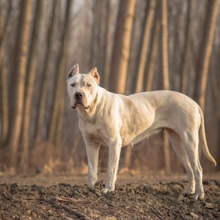 Dogue Argentin