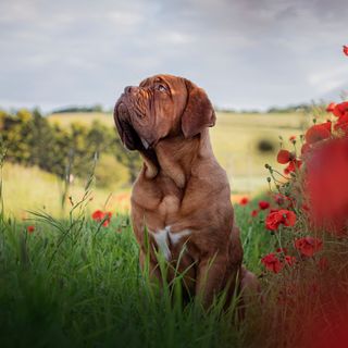 Dogue de Bordeaux assis entouré de coquelicots.