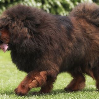 Dogue du Tibet