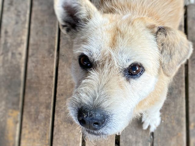 Chien avec un museau sec.