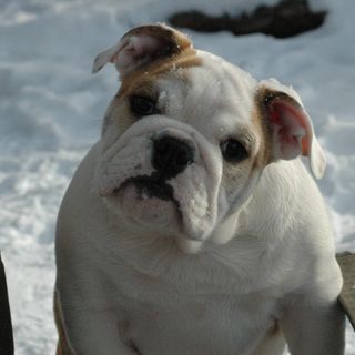 Bouledogue anglais dans la neige