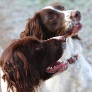 Deux English Springer Spaniels assis côte à côte.