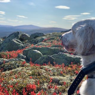 Setter Anglais regarde le paysage.