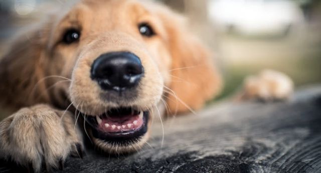 Golden Retriever appuyé en souriant sur un tronc d'arbre