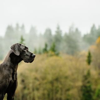 Dogue Allemand dans la forêt.