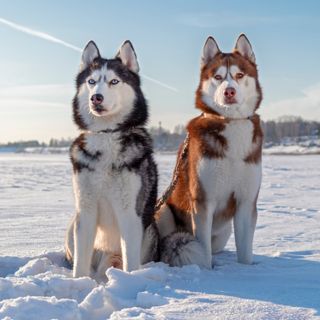 Deux Huskys assis dans la neige.