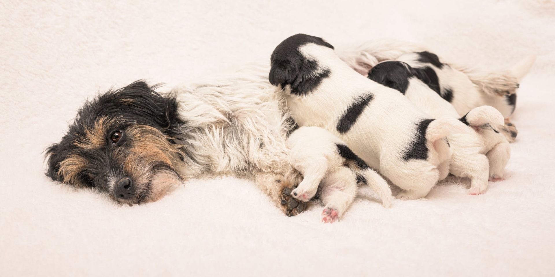 chiots qui se nourissent sur leur mère