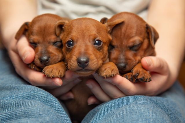 chiots bruns dans les mains