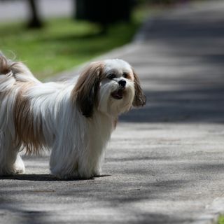 Lhassa Apso
