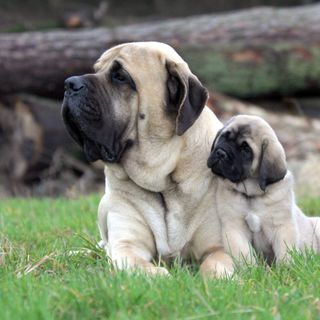 Un mastiff adulte et un chiot mastiff sont allongés ensemble sur la pelouse.