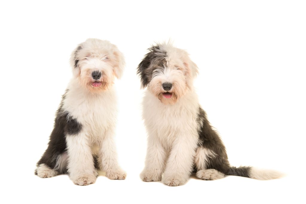 deux bobtails