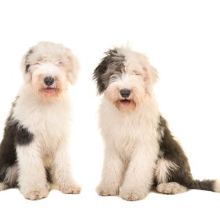 Le Bobtail aboie beaucoup mais n'est pas agressif si il n'est pas provoqué.
