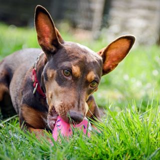 Podenco Maneto