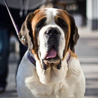 Saint-Bernard