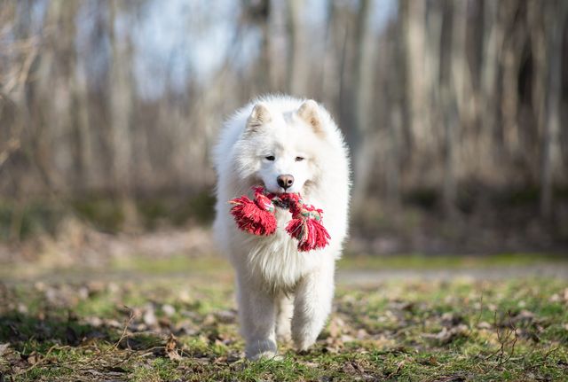 samoyede qui ramène son jouet rouge dans la bouche