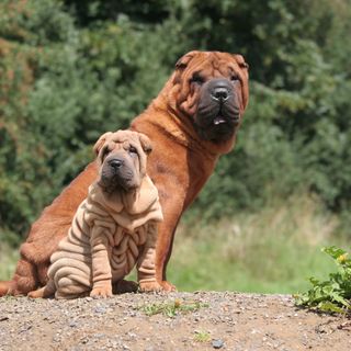 Un Shar Peï adulte et un chiot Shar Peï assis côte à côte sur la pelouse.