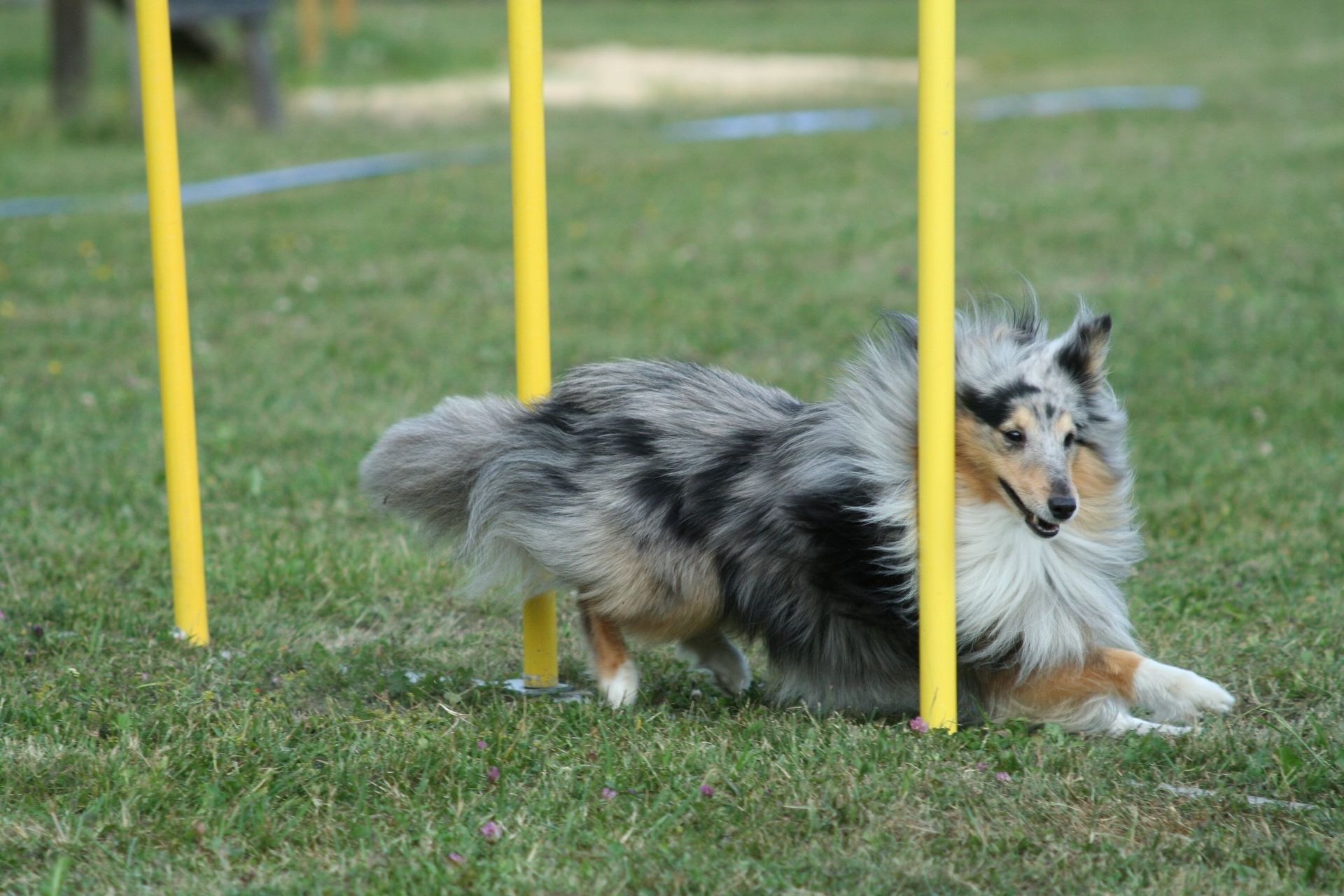 chien shelter qui fait de l'agility