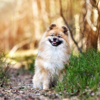 Spitz Allemand assis dans l’herbe.