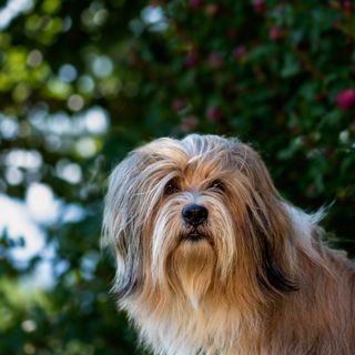 Terrier Tibétain
