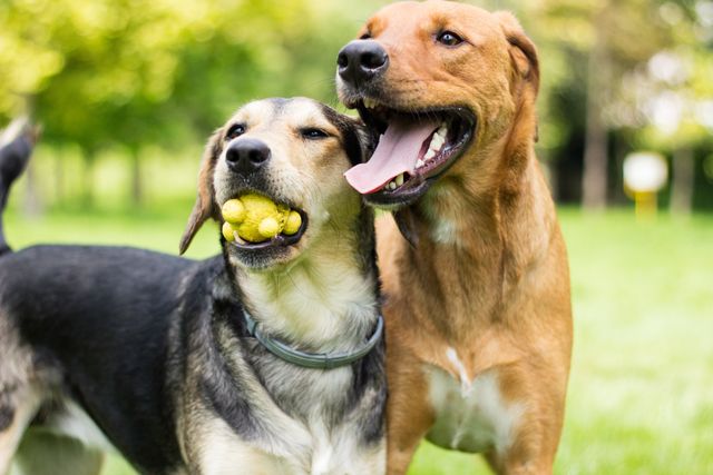 deux chiens côte à côte dont un avec une balle jaune entre ses dents