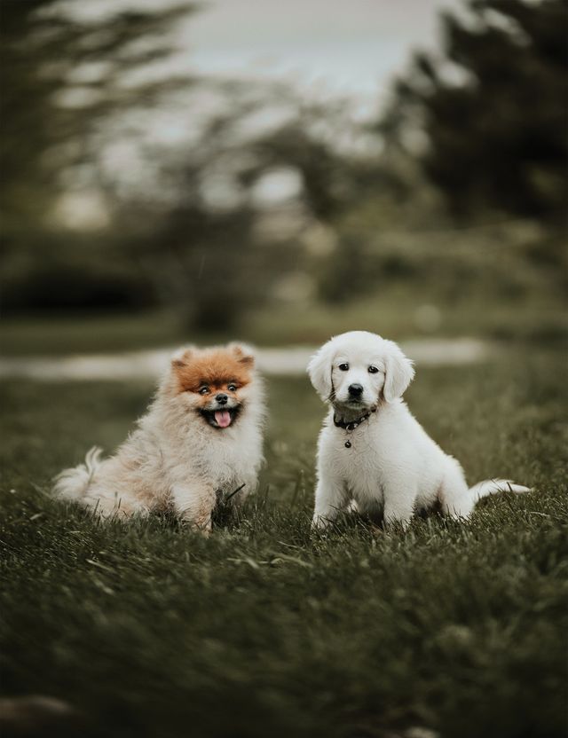 Un chiot poméranien et un chiot golden retriever